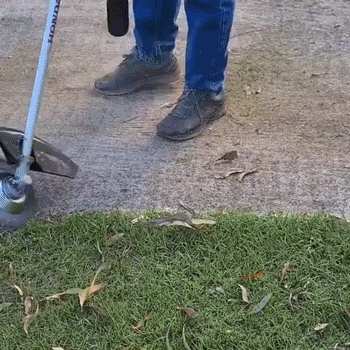 Borstelschijf – Roestvrij staal – Geschikt voor grastrimmer – Voor onkruidverwijdering