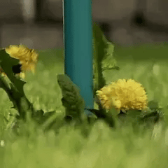 Onkruidverwijderaar – Handgereedschap – Voor Efficiënte Verwijdering van Onkruid