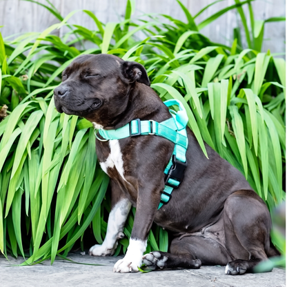 Fittershape No-Pull Dog Harness – met voorwaartse clip tegen trekken